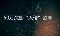 50万浣熊“入侵”欧洲，“生态害兽”泛滥难解