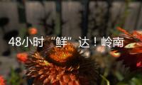 48小时“鲜”达！岭南荔枝香飘迪拜