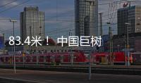83.4米！ 中国巨树首次攀测综合科考完成