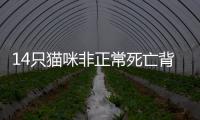 14只猫咪非正常死亡背后，警惕“踢猫效应”