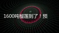 1600吨榴莲到了�！预计本月中下旬降价